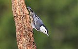 White-breasted Nuthatch